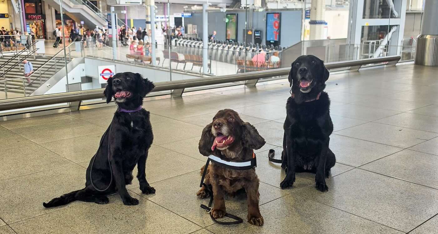İngiltere'de İlk: Köpekler, Londra'nın Yoğun Tren İstasyonunda Güvenlik ve Huzur Sağlıyor