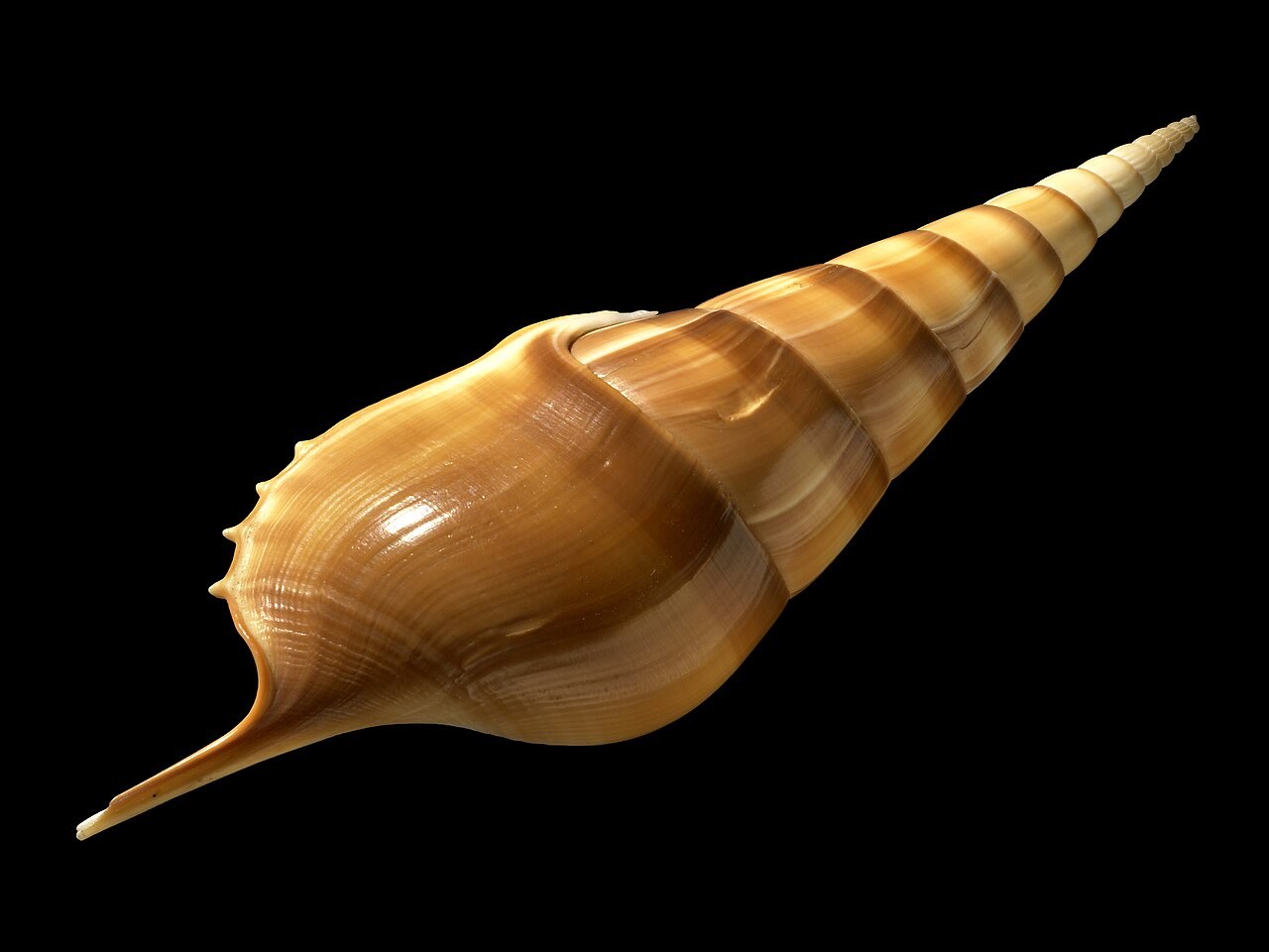 Kraliçe deniz salyangozları