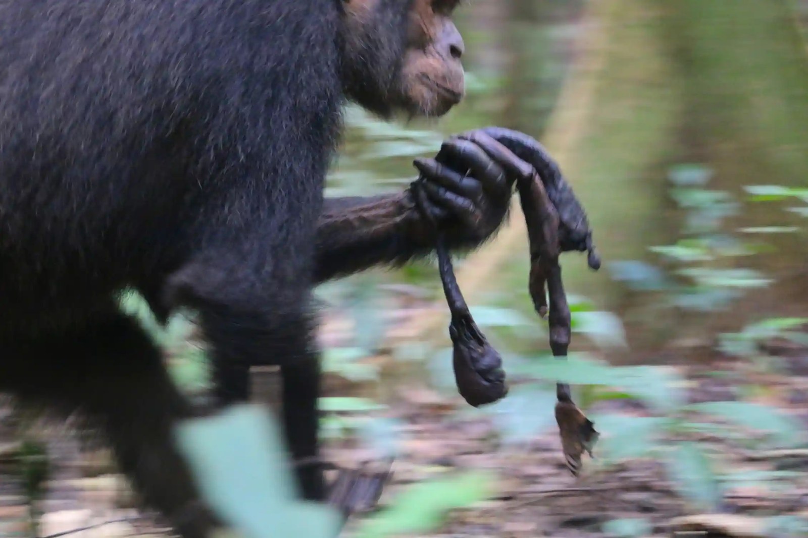Photo of chimpanzee walking with infant remains in one hand.