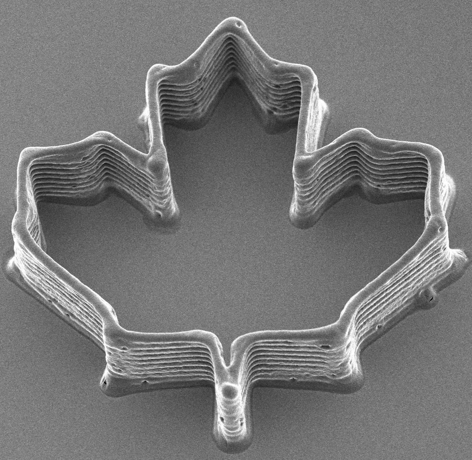 A ridged structure in the shape of a maple leaf.
