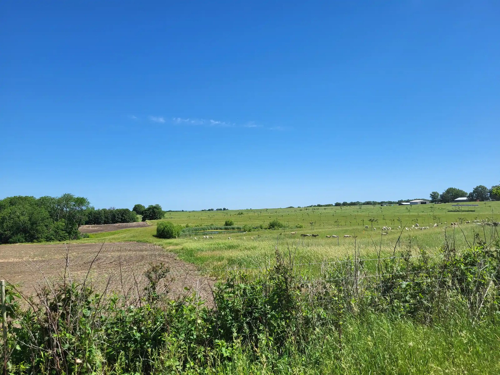 A conventional field with a tilled field lies empty, next to a green pasture with small, white animals grazing on it.