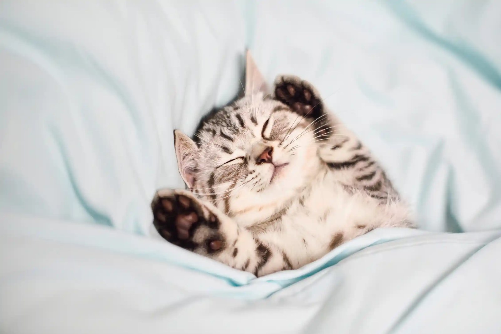 kitten lying on its back asleep with paws up, tucked under a sheet
