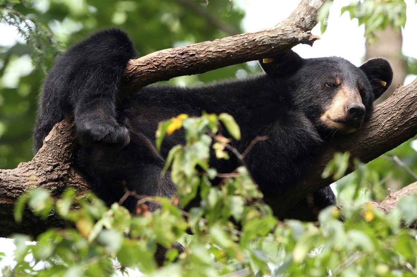 A black bear with tags in its ears lounges on a tree branch in Tennessee. Black bears were once common across the state, but overhunting and habitat changes diminished the population, leaving most of the remaining bears in the East Tennessee mountains. Now, black bear sightings are increasing in Middle and West Tennessee. (Courtesy of Tennessee Wildlife Resources Agency)