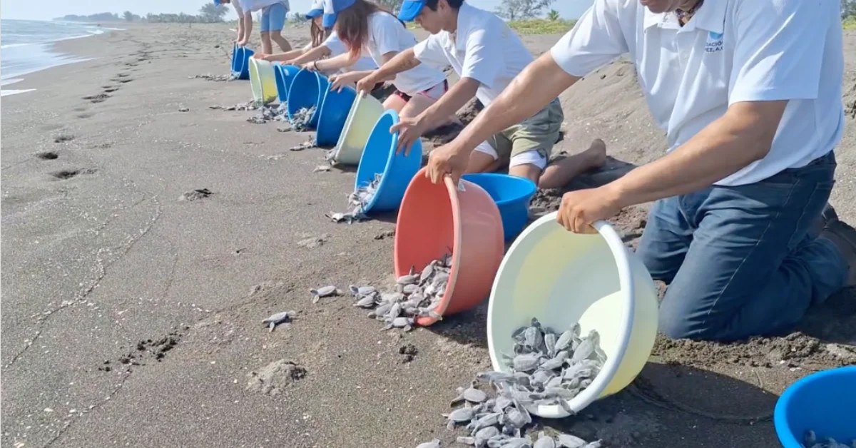Meksika'da Deniz Kaplumbağası Yavruları Kurtarıldı: Turistlerin Riskli Davranışları, Yerel Halkın Müdahalesi ve 3200 Yavrunun