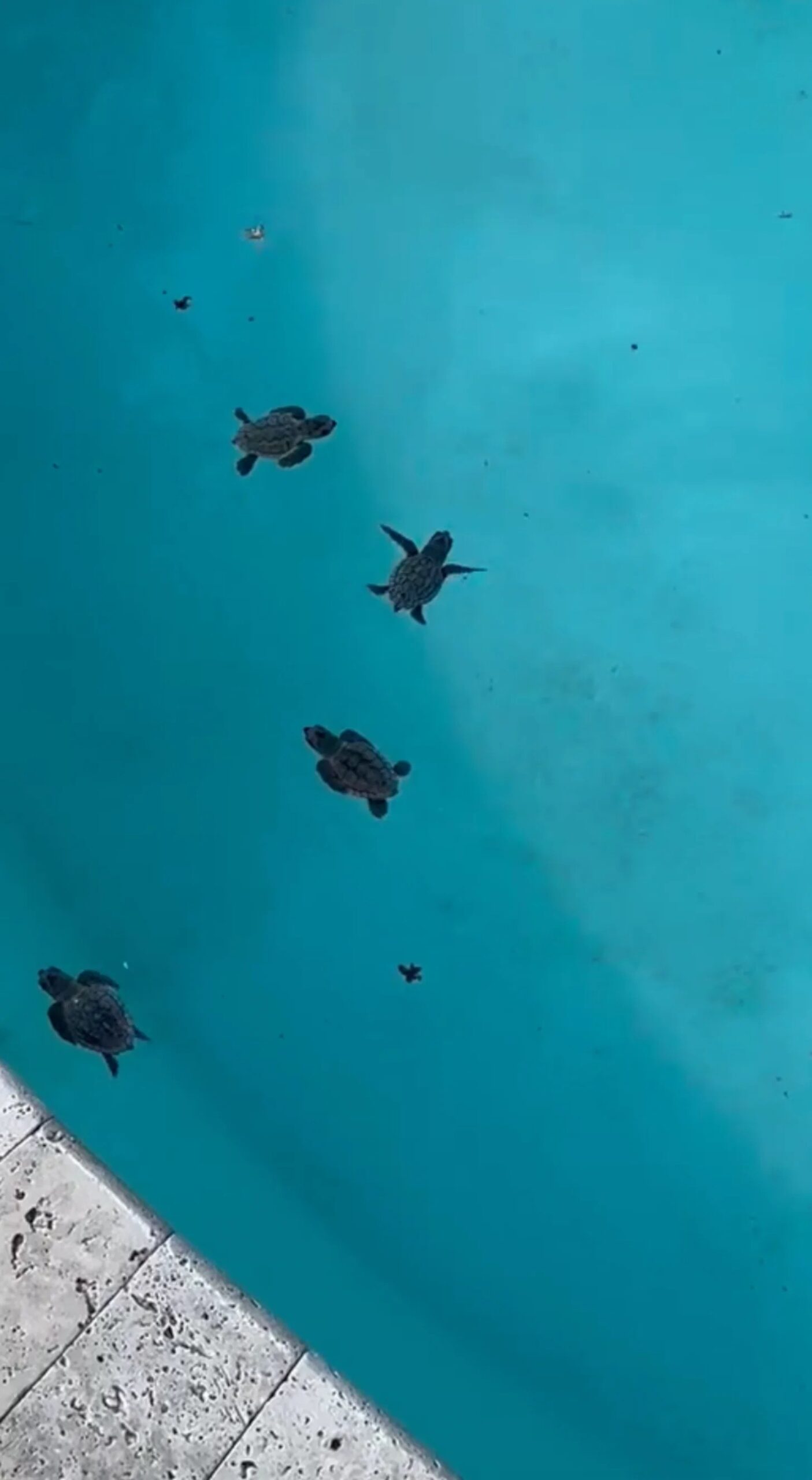 Aerial view of four sea turtles swimming in turquoise water near a concrete dock or pier visible at the bottom edge.
