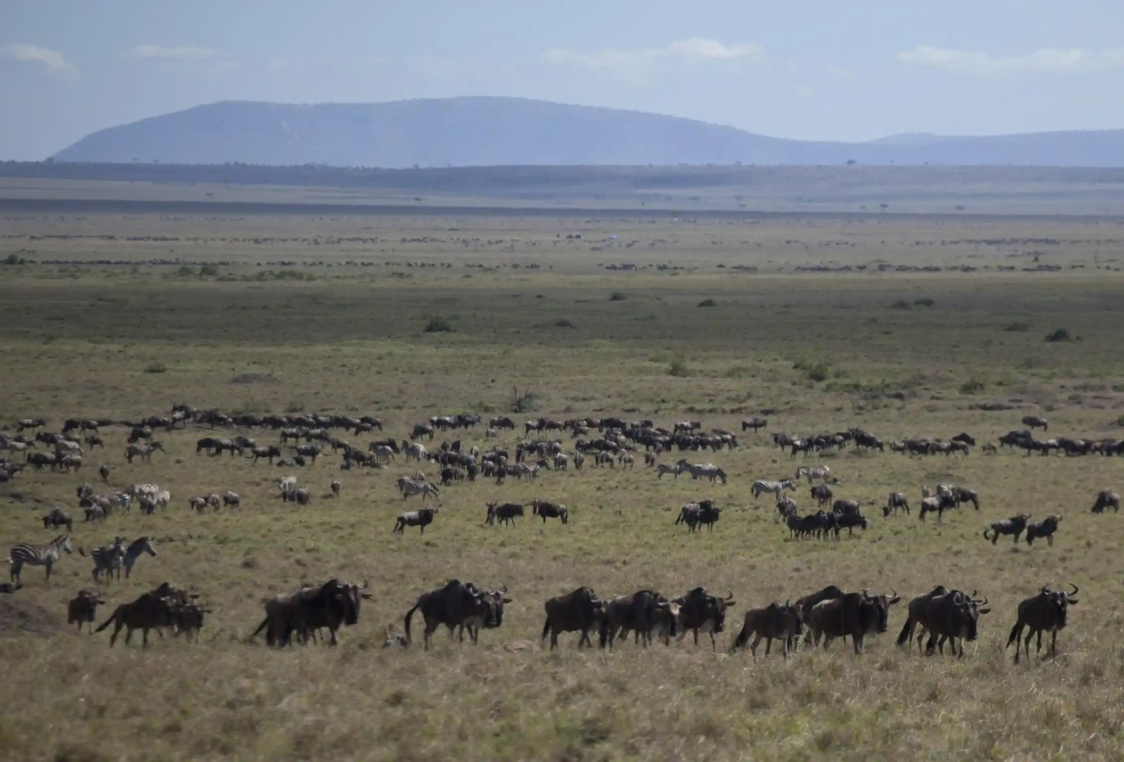 a herd of Wildebeest roaming a grassland area