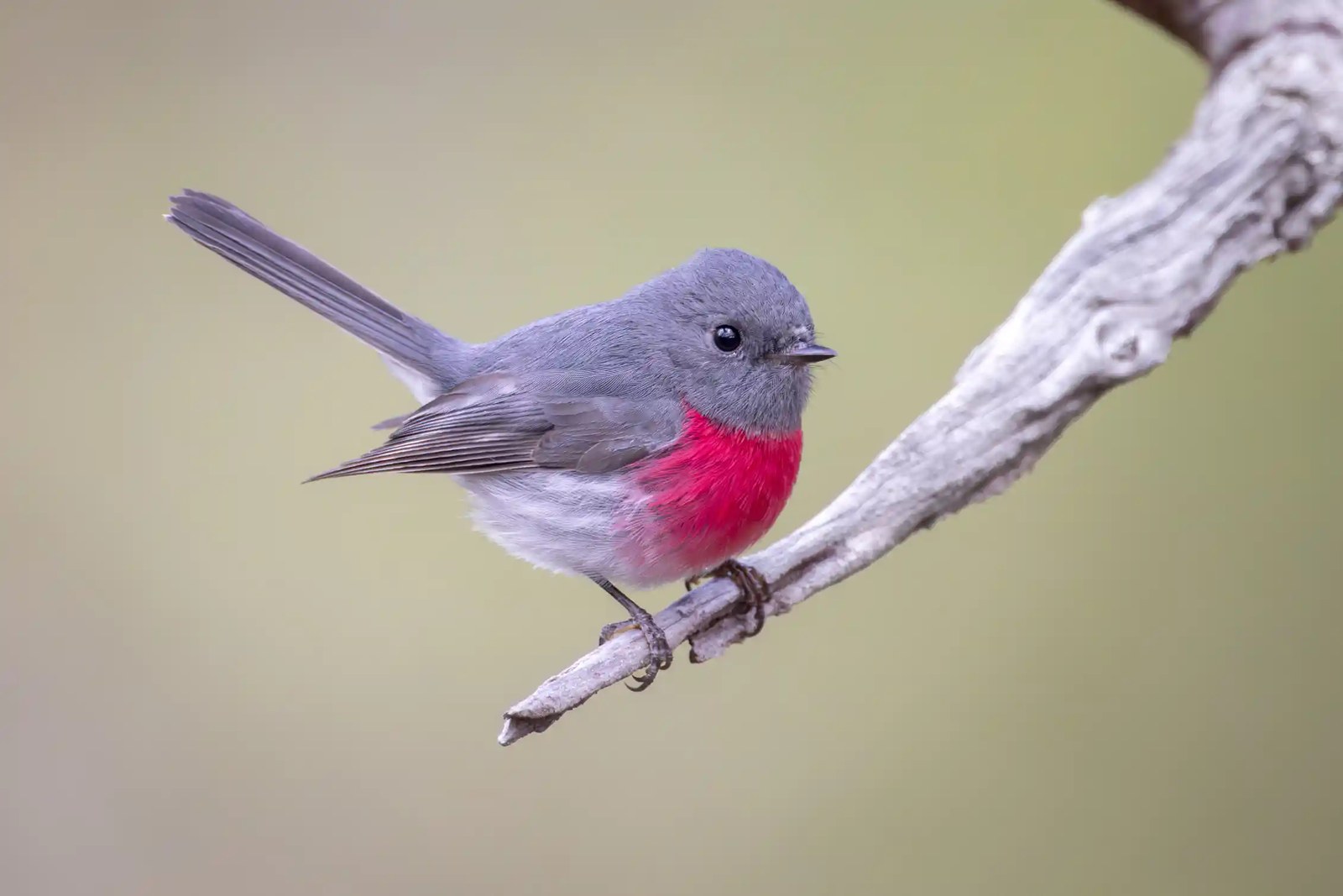 A tiny pink and grey bird perched on a branch.