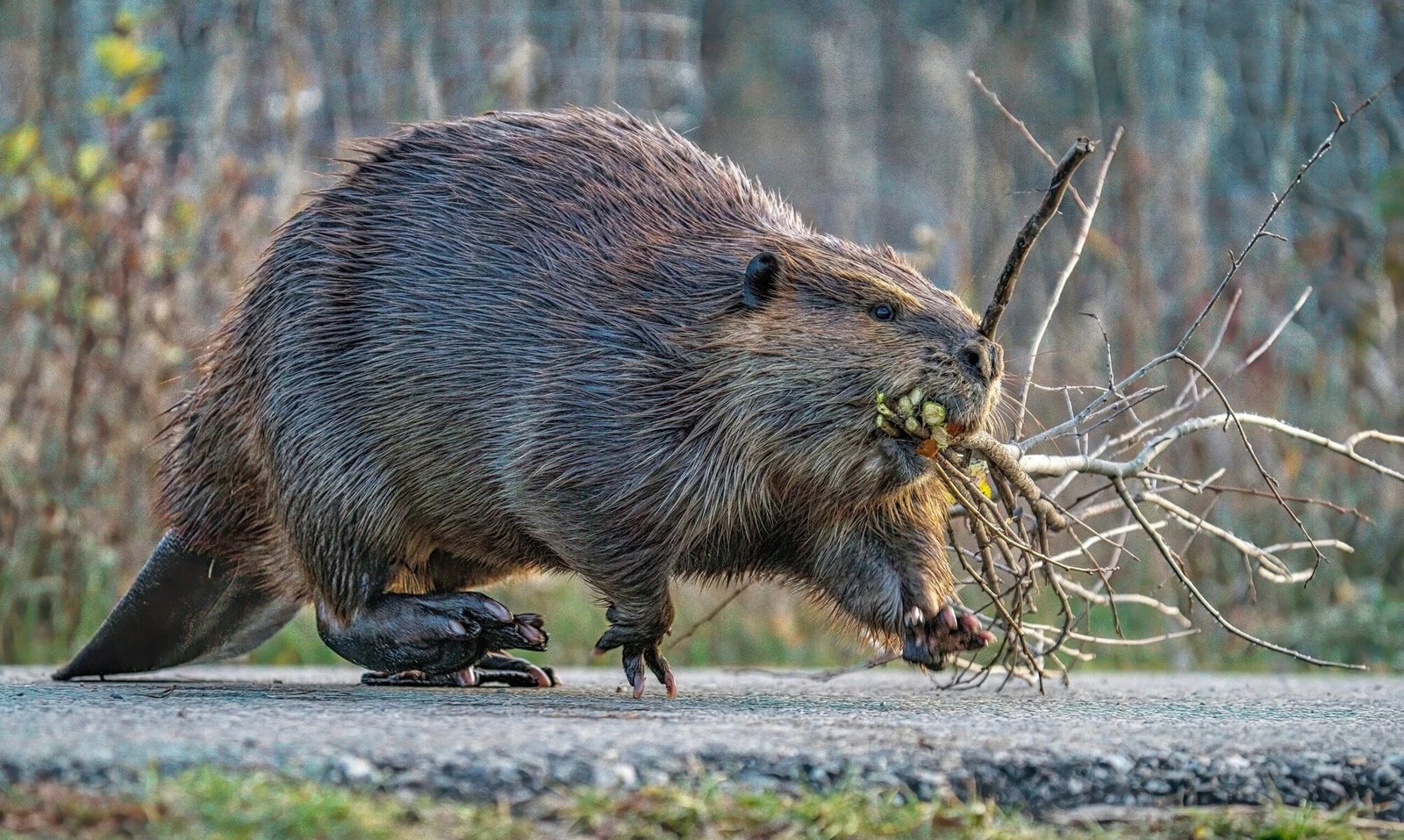 Beavers Are Having a Moment