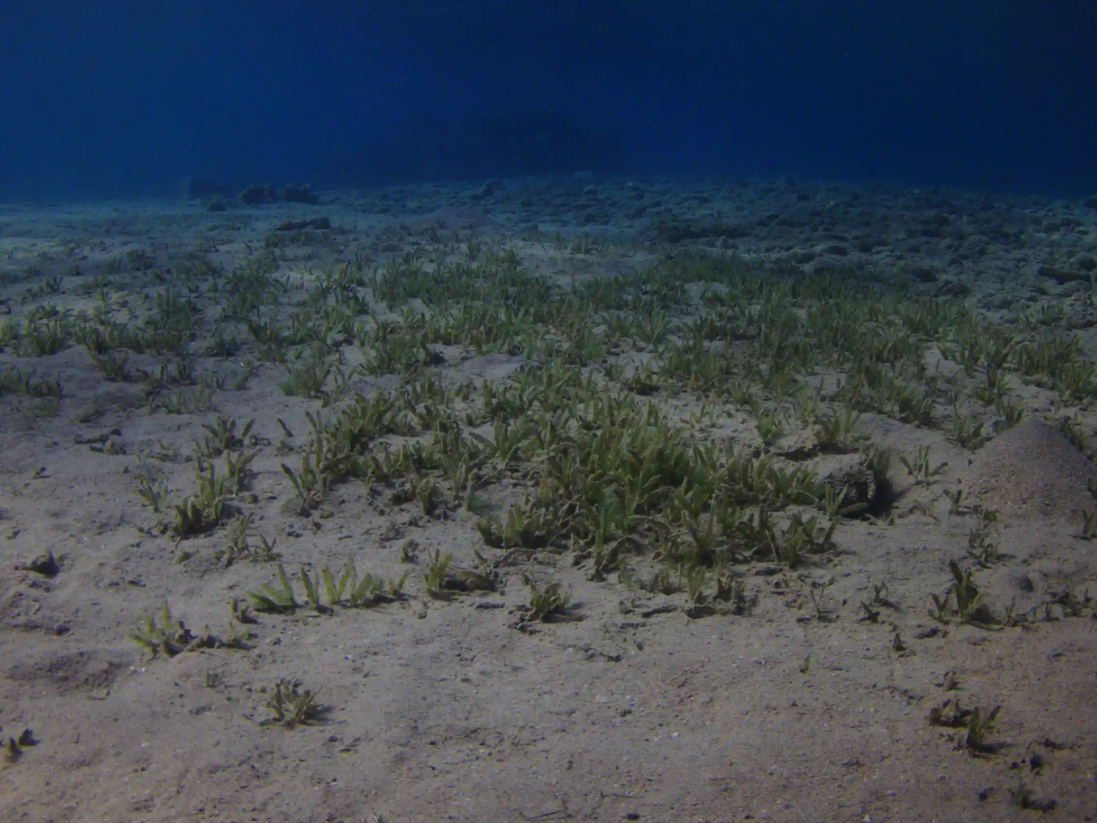 seagrass on the ocean floor