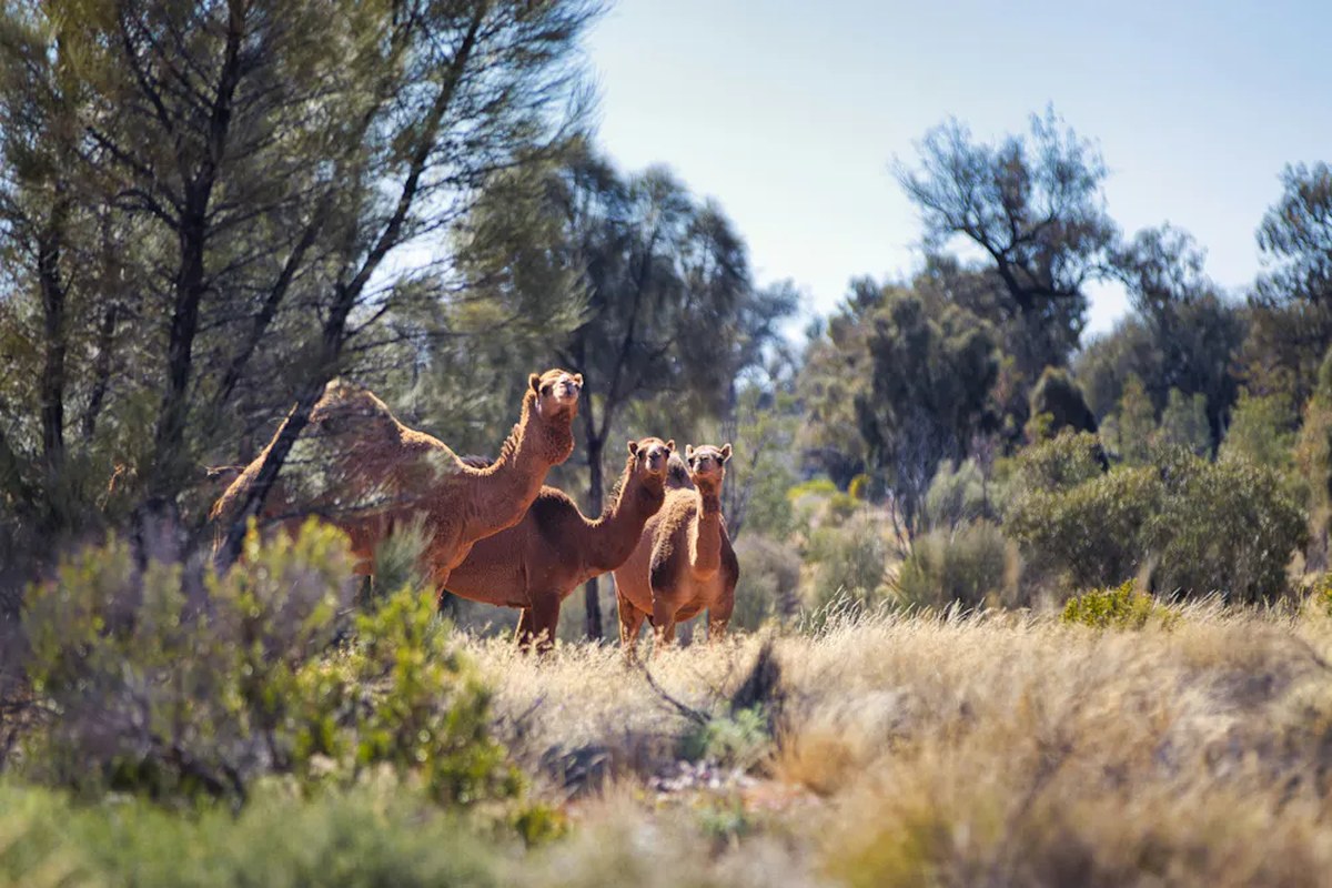 three camels in the australian bush looking at camera.
