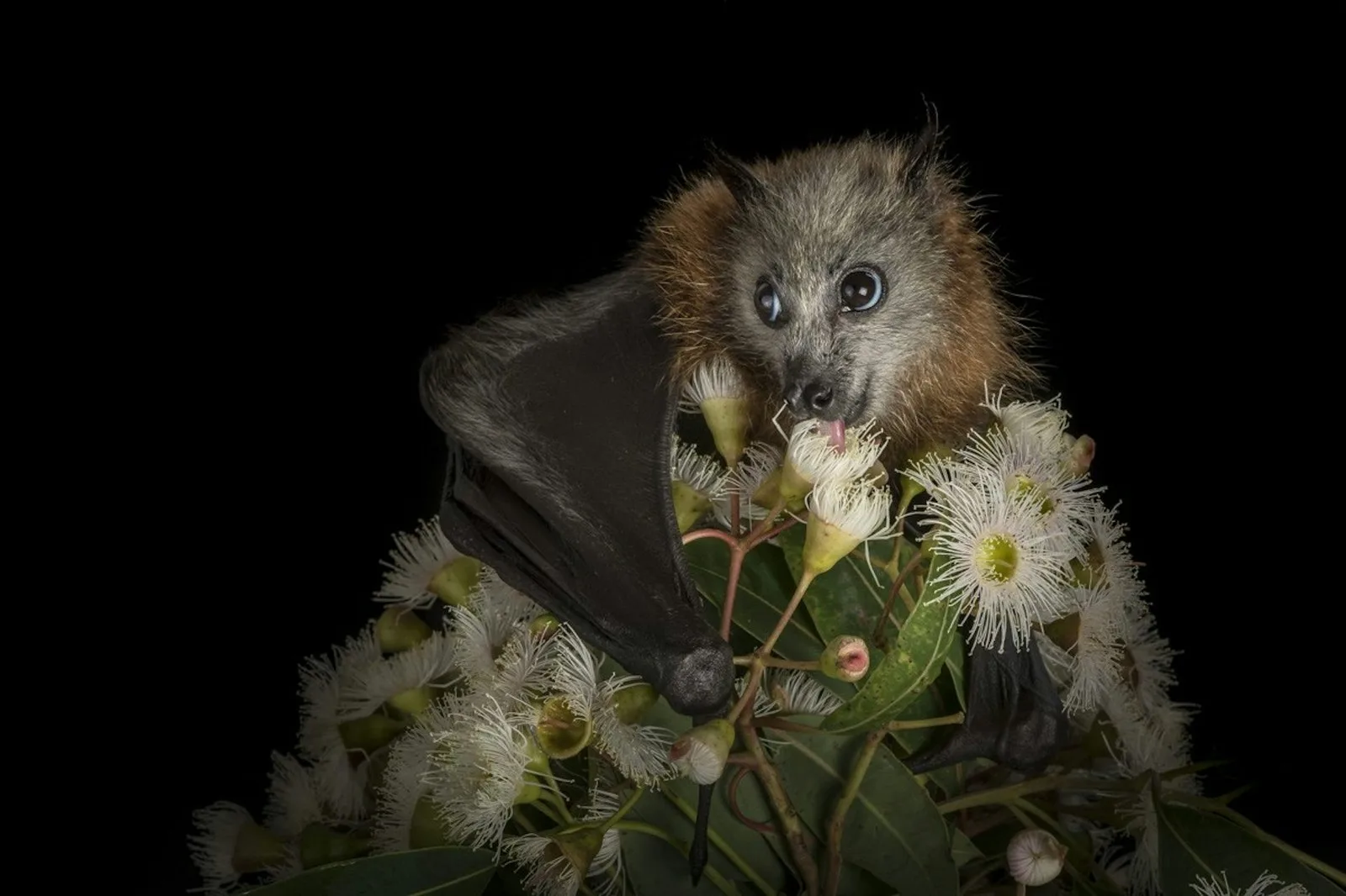 Flying-foxes are turning up starving. Why are we still responding one crisis at a time?