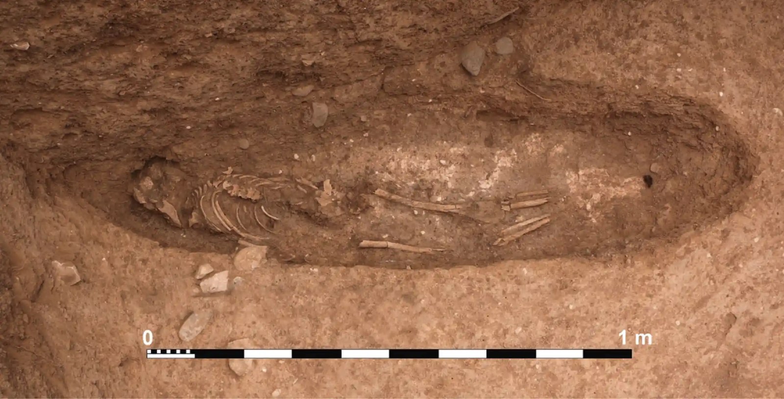A skeleton emerges from the soil, dug out in an oval shape around it.