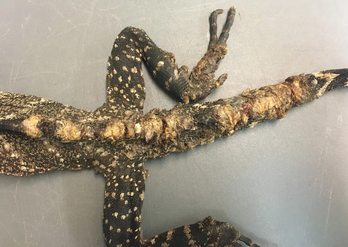 A picture showing the infected and damaged skin on the hind legs of a water dragon.
