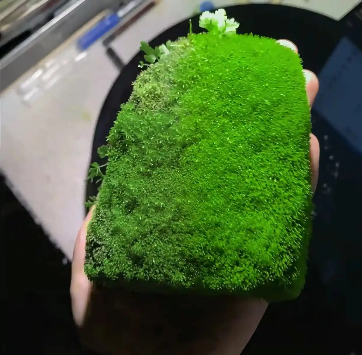 A photo of a hand holding a mossy green brick.
