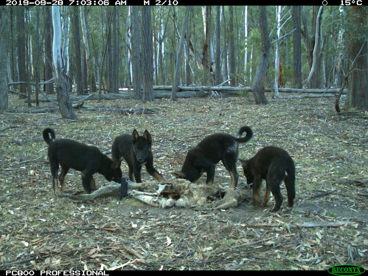 Dingo pups gather around a kangaroo carcass in the bush and eat it.