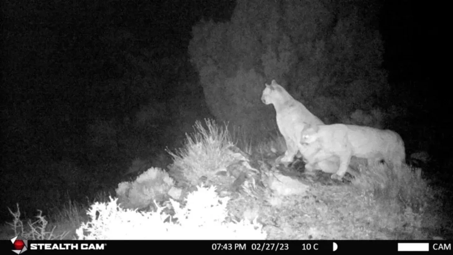 Mountain lions shown on camera traps in Joshua Tree National Park. NPS Photo