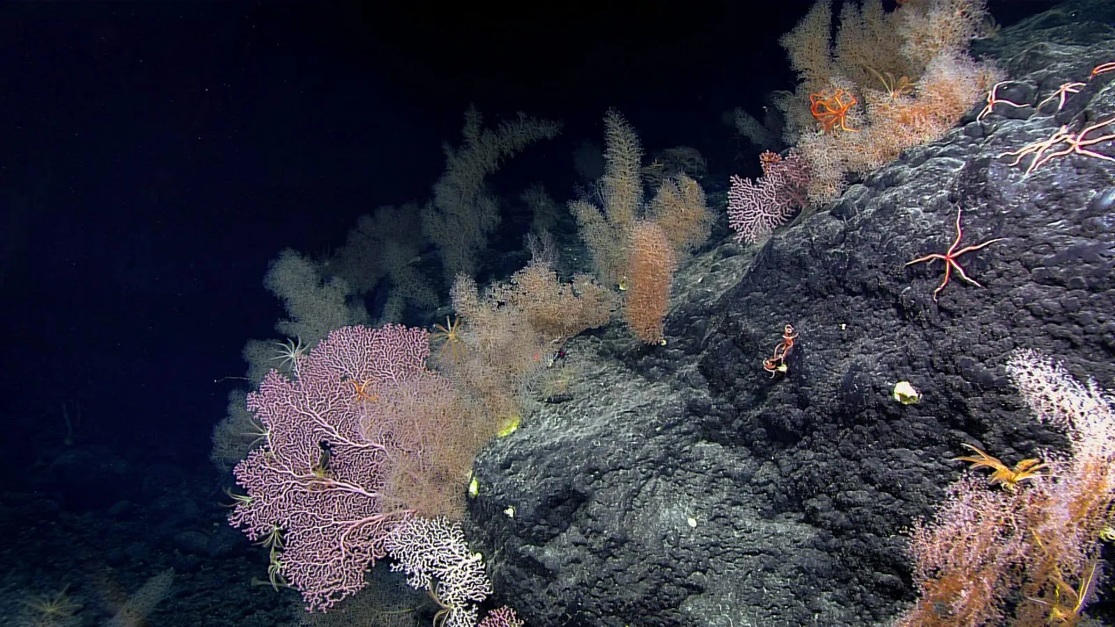 Seamounts are vital oases in the open sea. NOAA, CC BY-NC-ND
