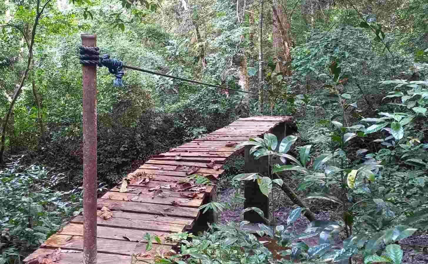 The bridge where Stephanie Bartlett and Paulo Ditzel were standing when they saw the Ghana cuckooshrike. Image by Paulo Ditzel.