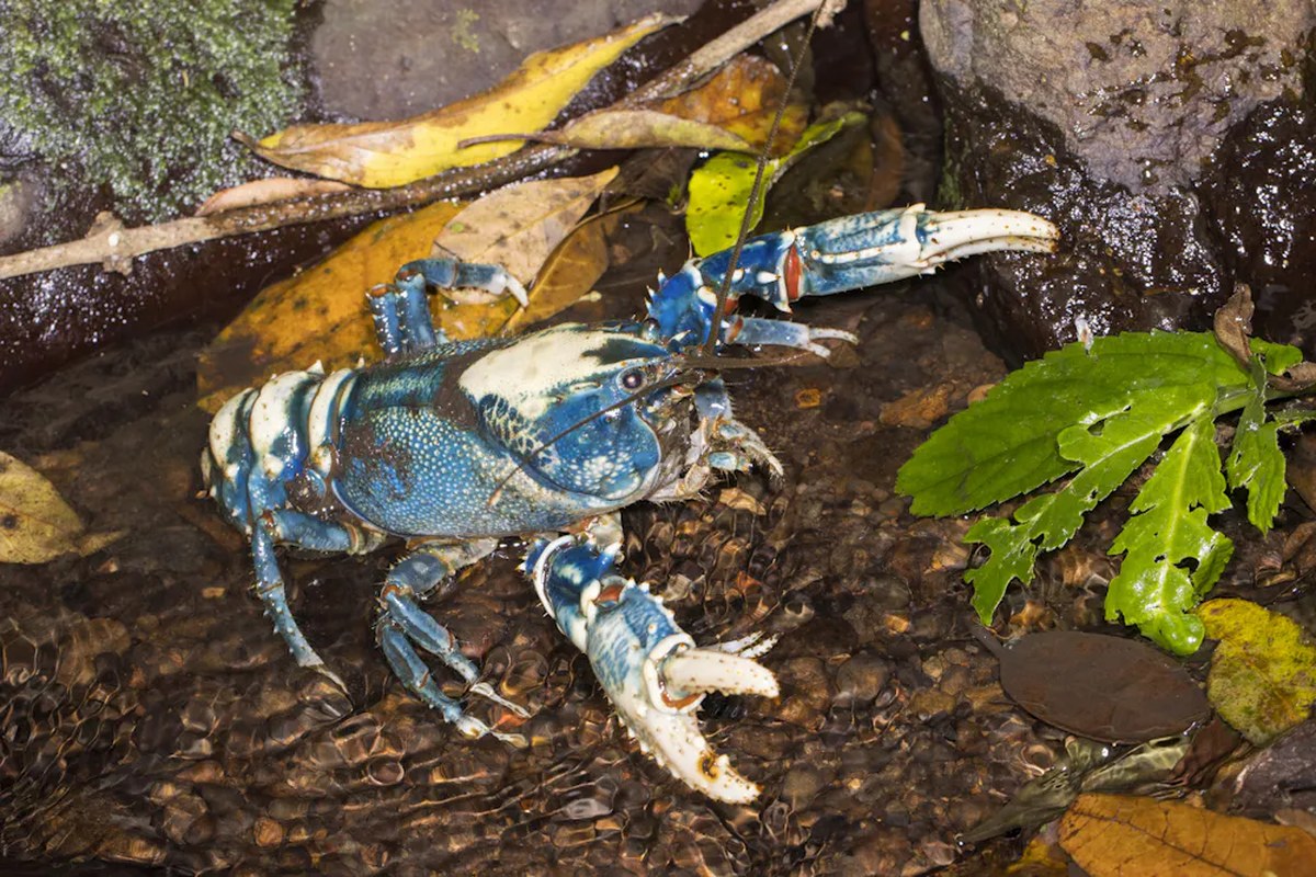 large blue freshwater crayfish with claws raised.