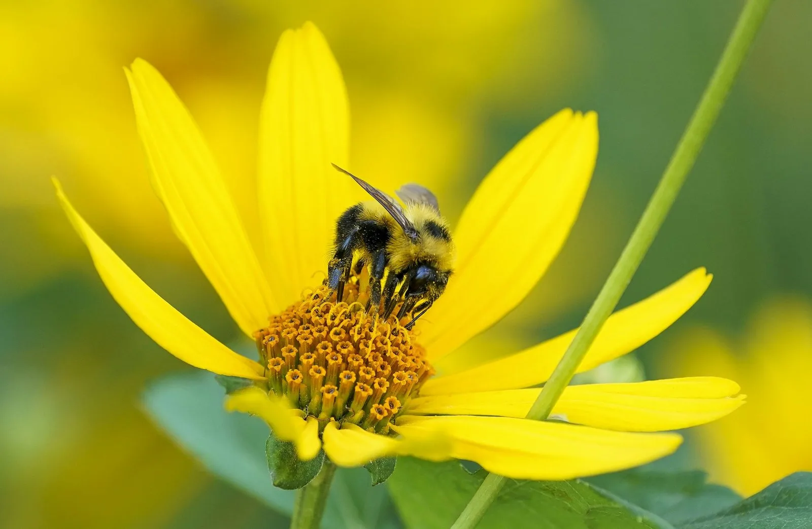 A bee collects pollen and nectar on a flower on the grounds of the Canadian Museum of Nature in Ottawa in July 2021. THE CANADIAN PRESS/Sean Kilpatrick