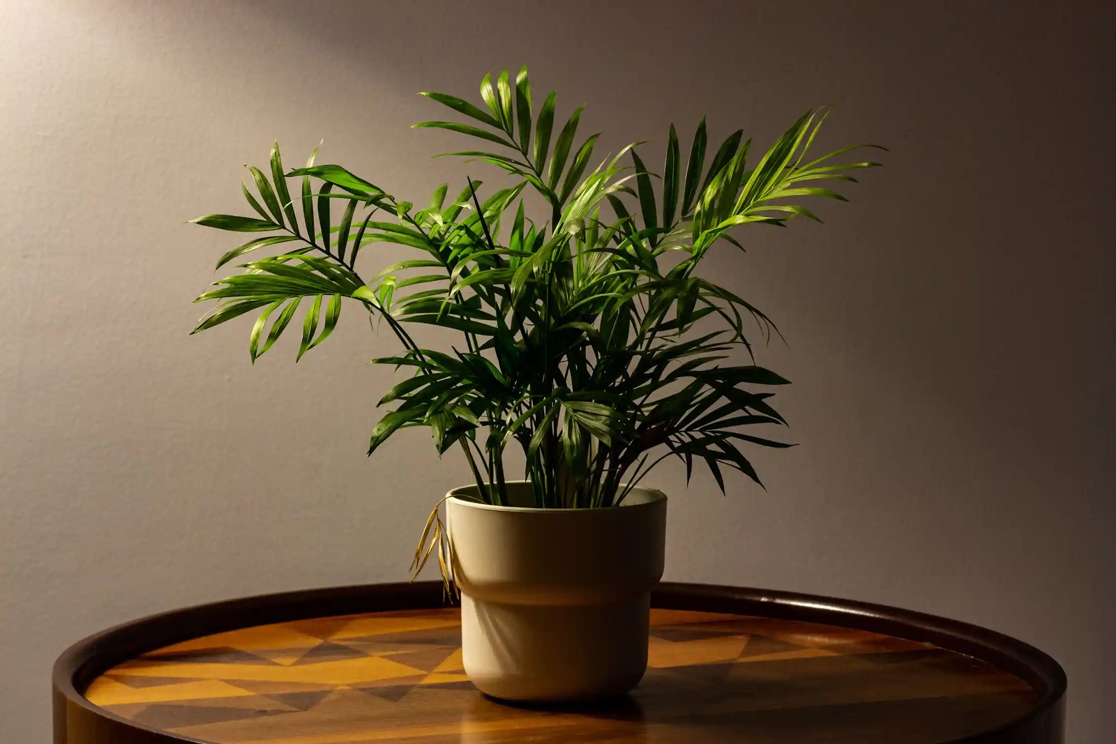 Small houseplant on side table