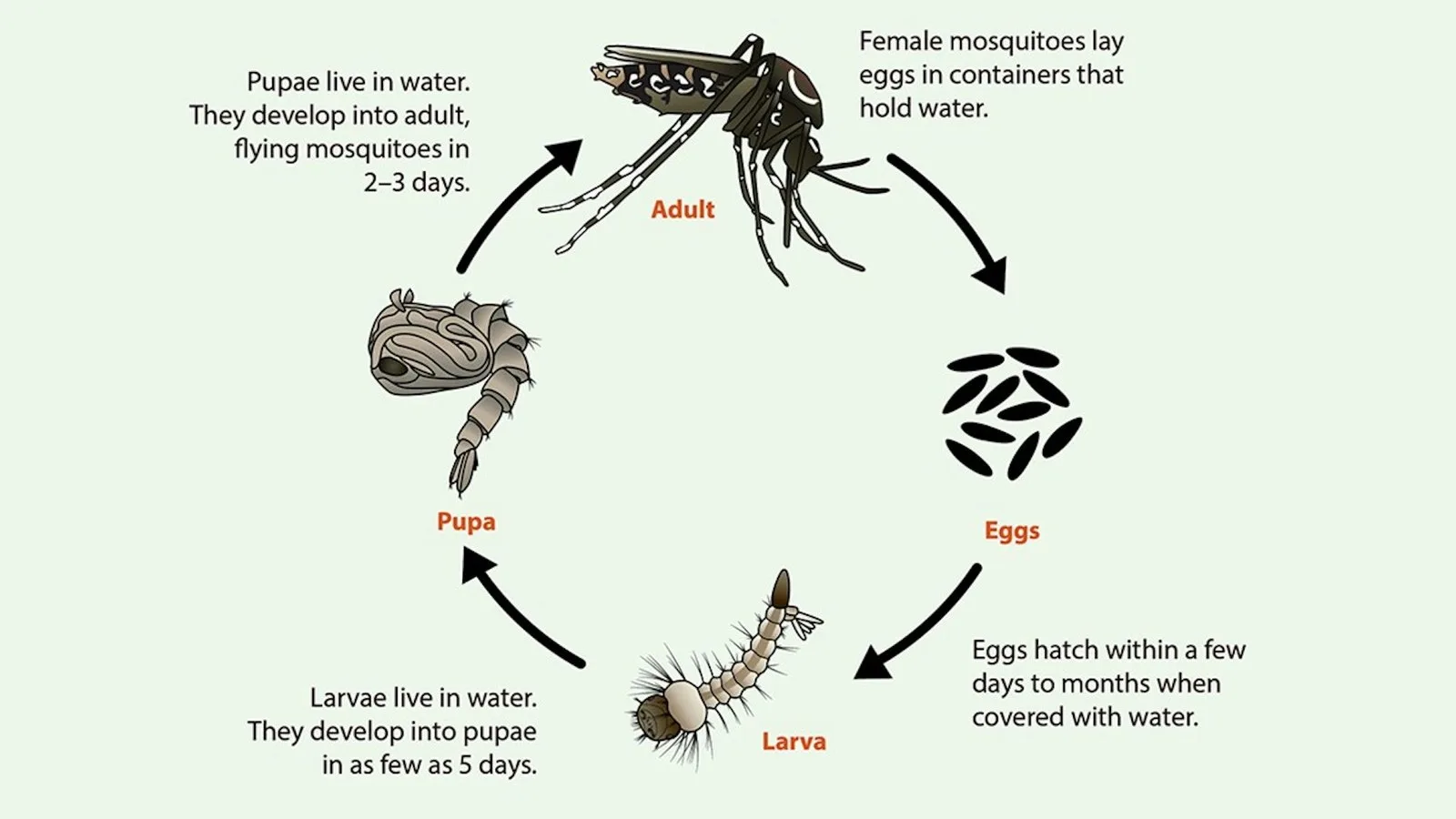 The speedy lifecycle of Aedes mosquitoes. They don’t live long, but they reproduce quickly. CDC
