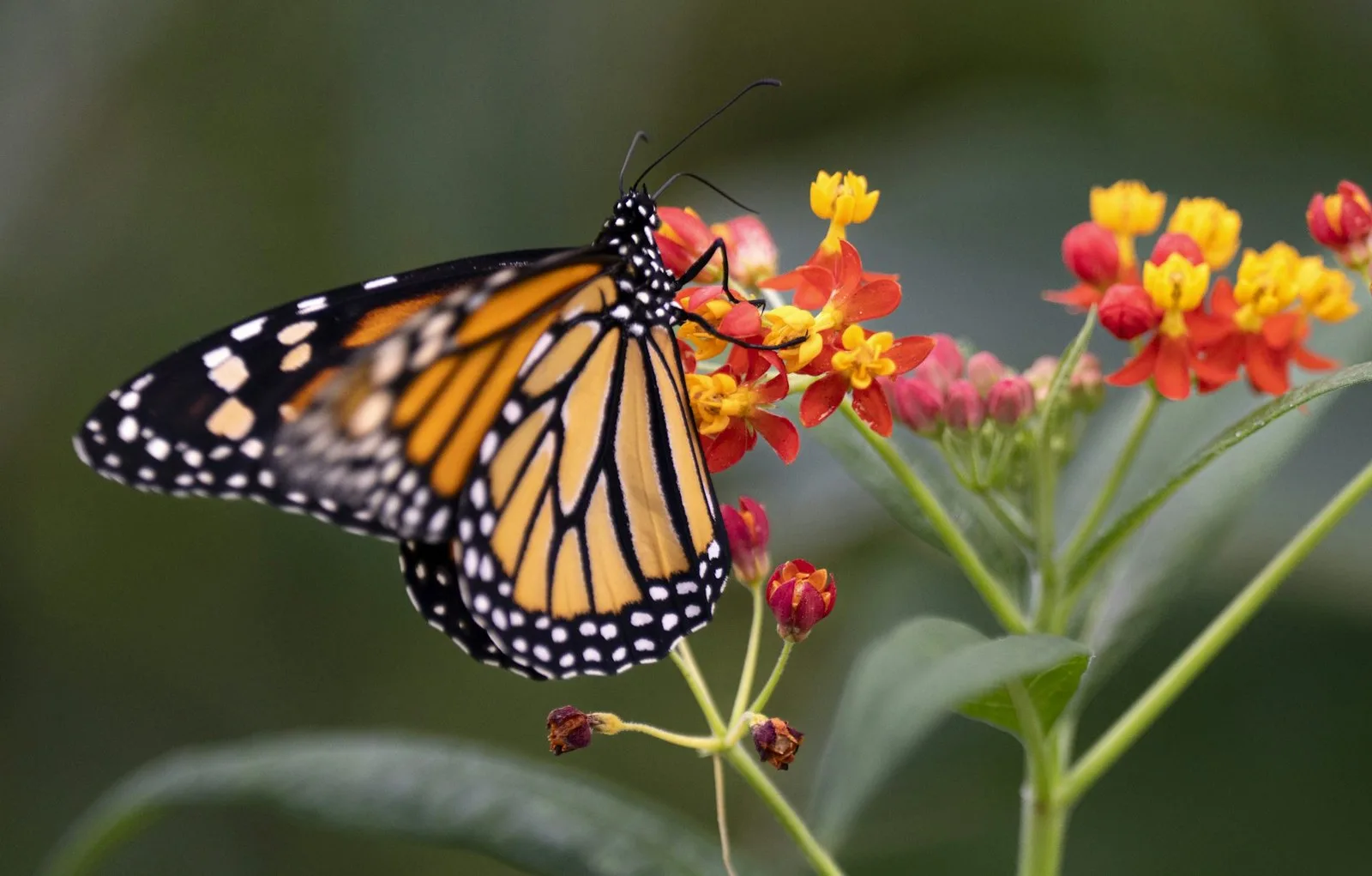 A monarch butterfly is seen in the Insectarium in Montréal in November 2022. THE CANADIAN PRESS/Paul Chiasson