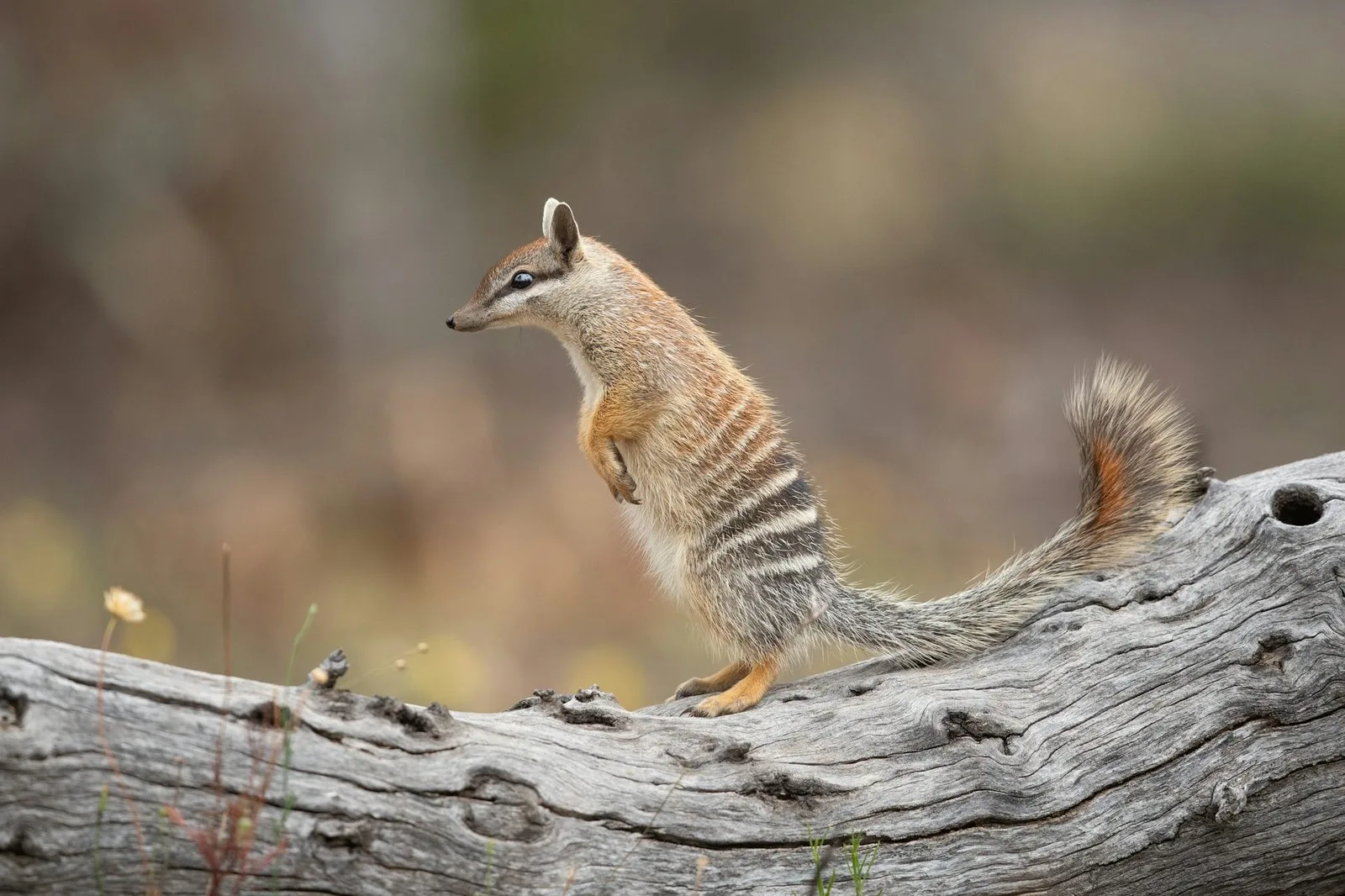 In the 1970s, just 300 numbats were left in the wild. Concerted conservation effort – including lethal control of foxes and cats – has helped them bounce back. Lea Scaddan/Getty