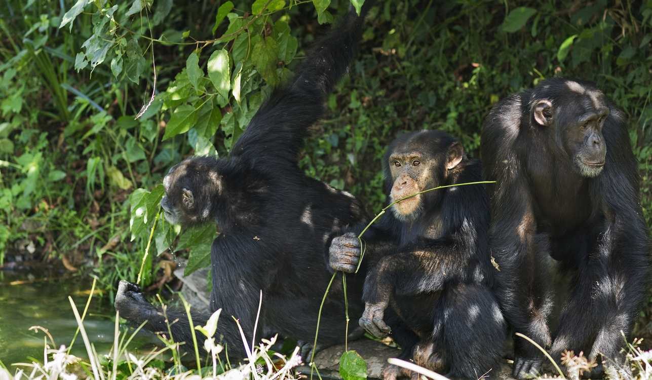 Western chimpanzee (Pan troglodyte versu) – credit, Laville Koivogui via Wikimedia CC 4.0