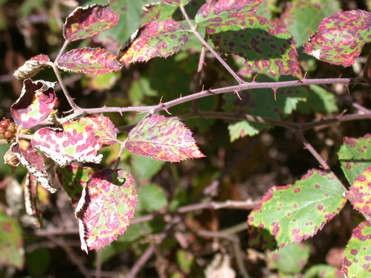 blackberry bush leaves infected by fungus.