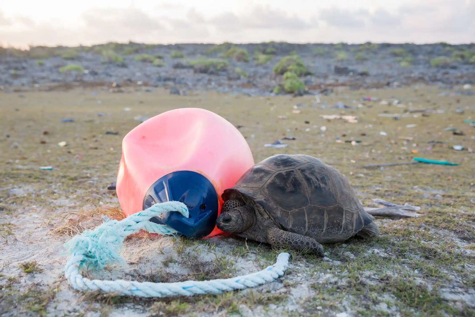 A turtle on the Aldabra Atoll next to lost fishing gear and plastic.