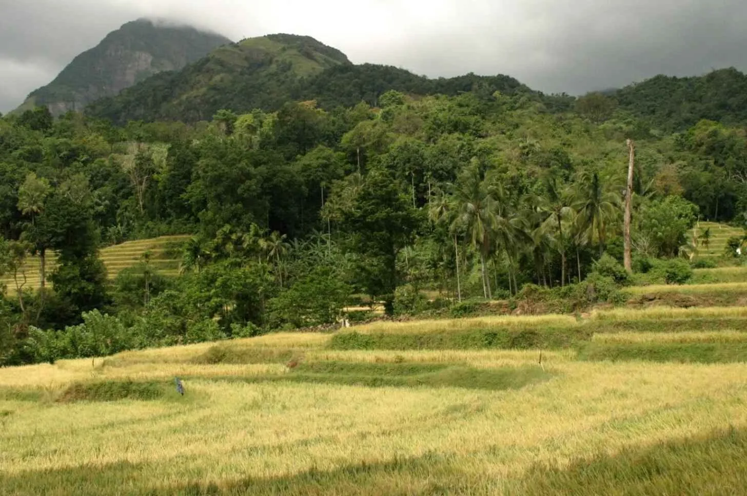 The species is so far known only from Sri Lanka’s Knuckles Mountain Range, and the image shows Puwakpitiya, the village from where researchers found the first specimens of Dumbara spiny mouse (Mus dumbara) after they set traps along the forest edge beside a sprawling paddy field. Suyama Boyagoda/University of Peradeniya