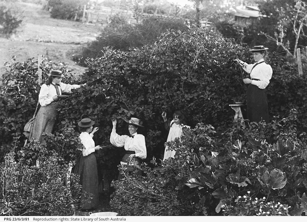 historic photo of women and girls picking blackberries in Australia.