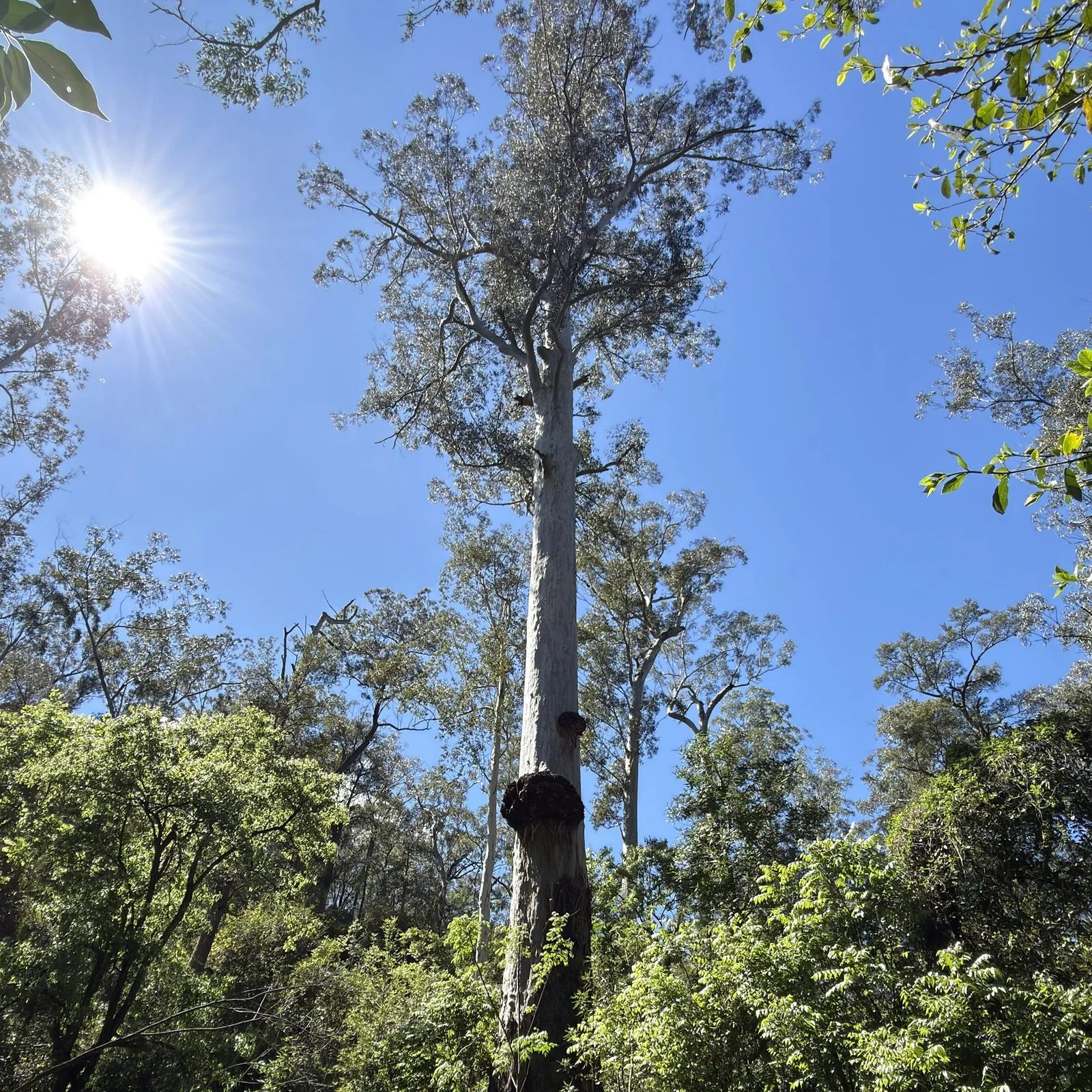 A large eucalypt growing in wet forest. Eli Bendall