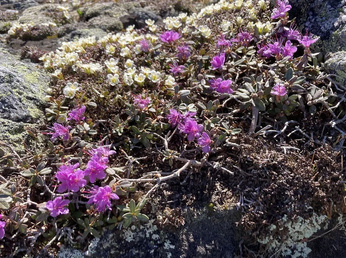 A photograph showing alpine plants in bloom.