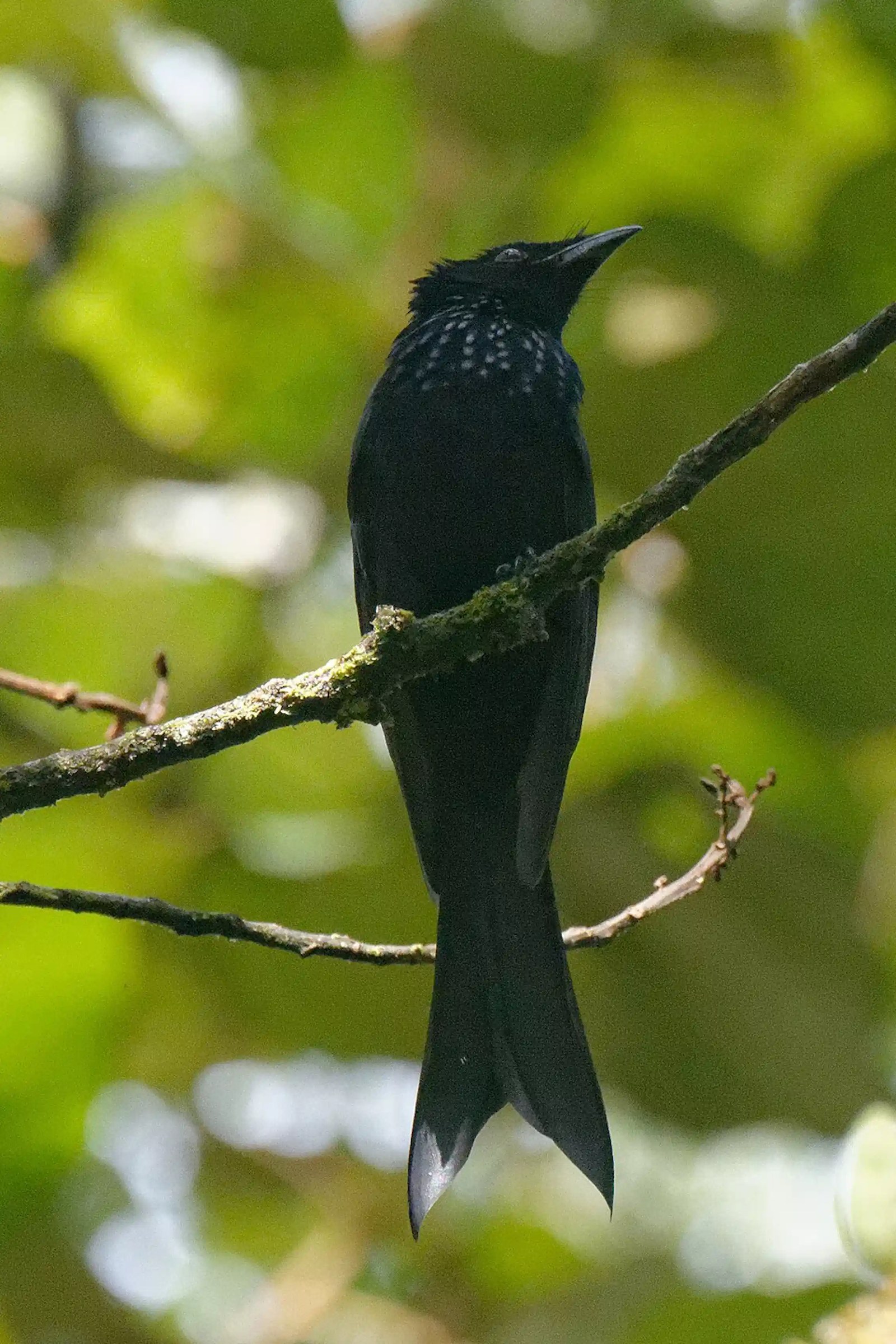 srigunting sulawesi merupakan burung khas sulawesi yang juga dapat ditemui di pulau buton