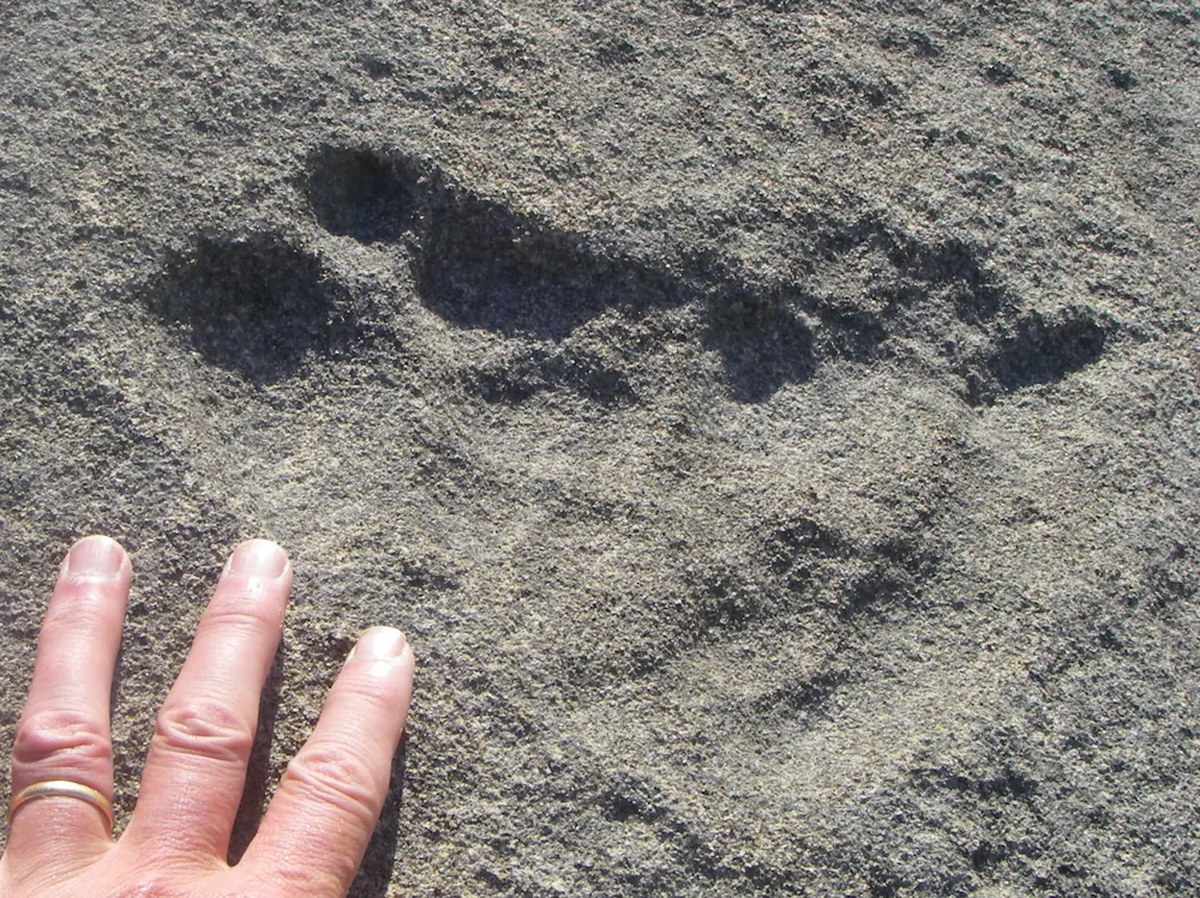 Fingers next to indentations in rock