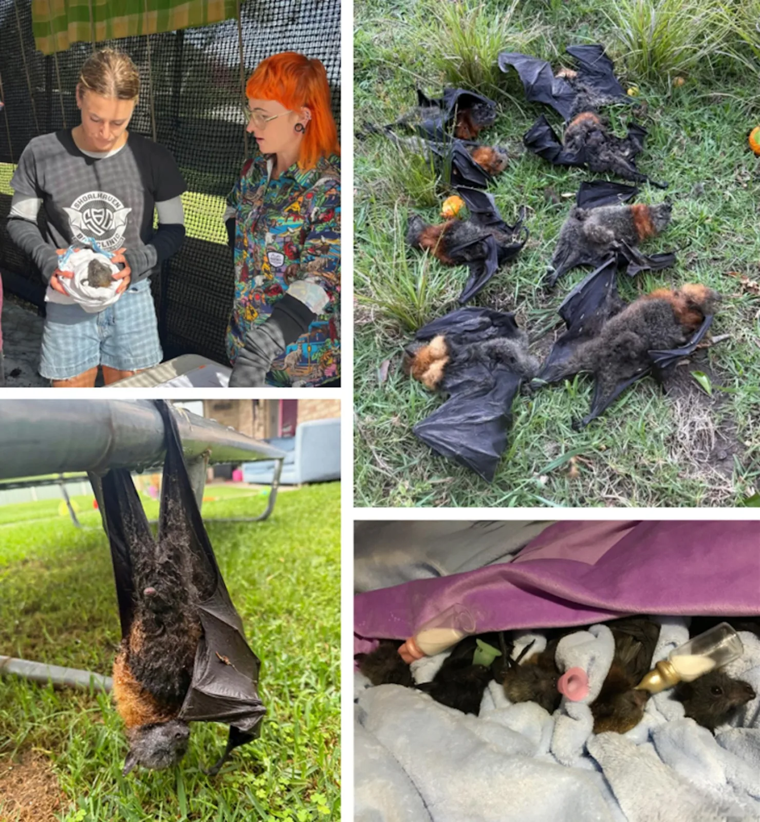 Flying-foxes are turning up starving. Why are we still responding one crisis at a time?