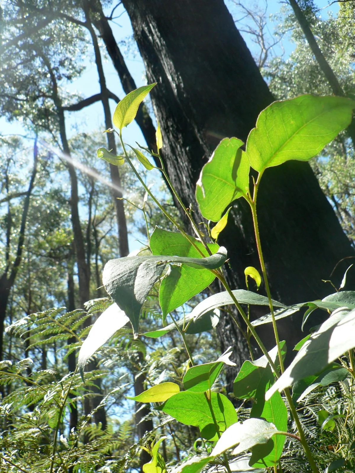A eucalypt seedling regenerating after a canopy fire. Rachael Nolan