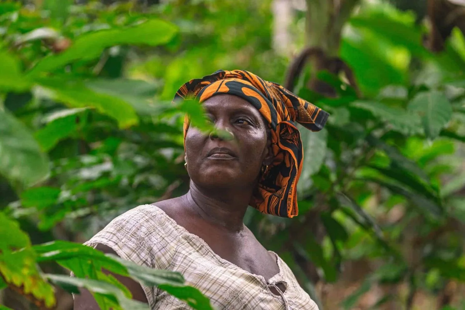 Gana'daki Ağaçların Altında Geleceği Yetiştiren Çiftçi