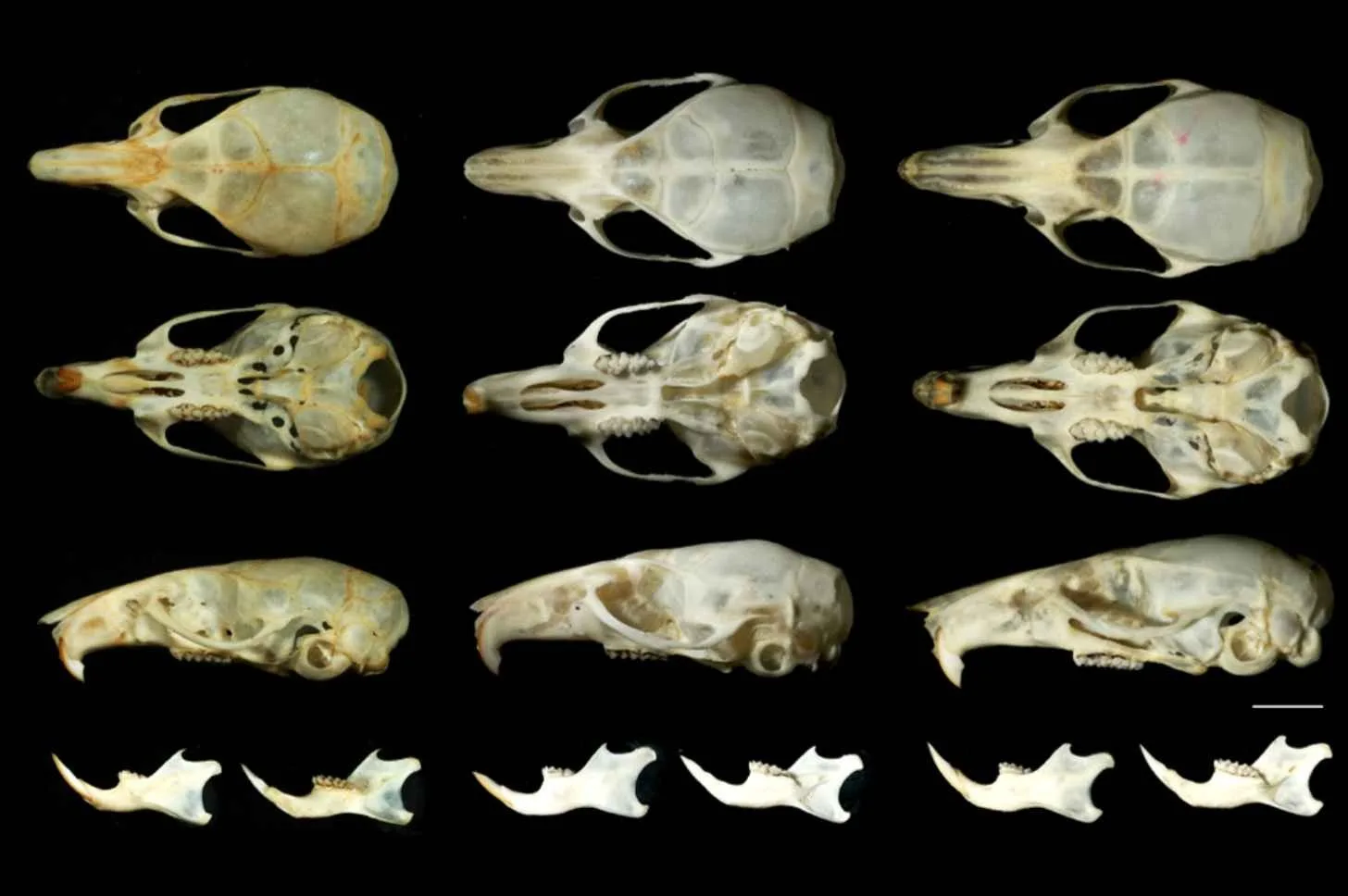 Researchers observed skulls thinner than fingernails and mandibles in three spiny mouse species for the study. From left, the newly described Mus dumbara, M. fernandoni and M. mayori. Suyama Boyagoda/University of Peradeniya