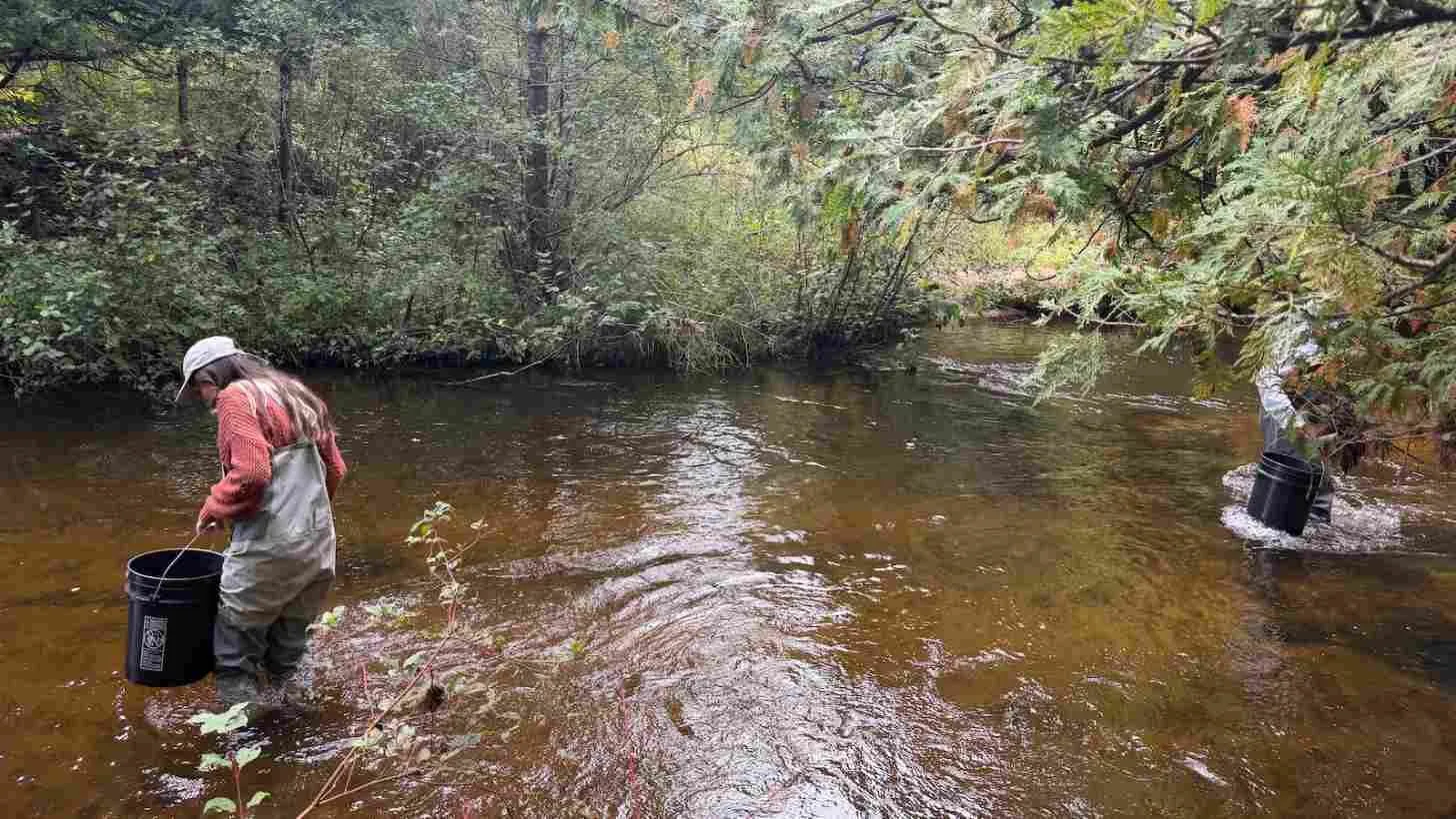 Two people stand in a shallow stream surrounded by dense forest, each holding a black bucket while appearing to collect water samples.