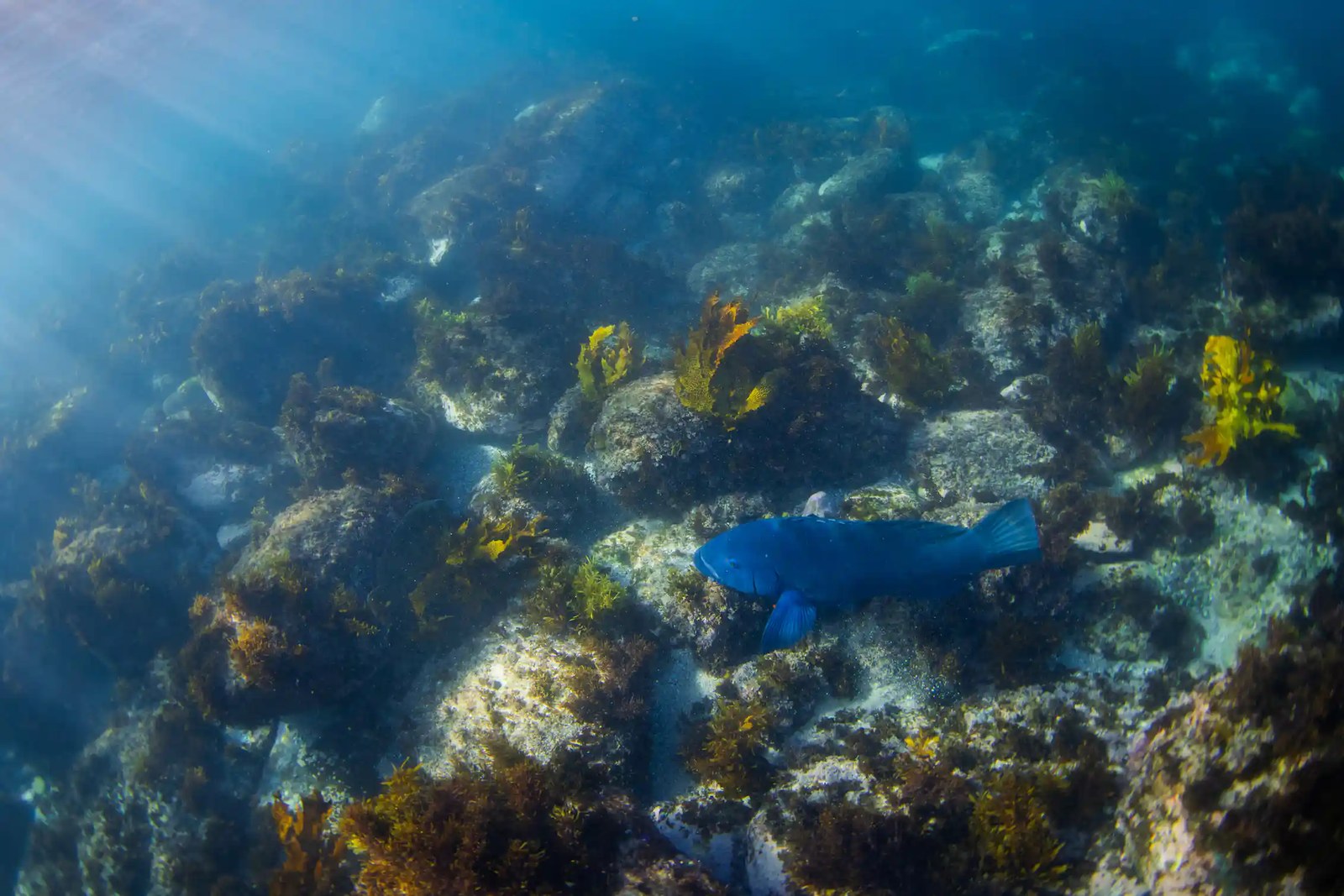a large blue fish swimming amid kelp, seen from above.