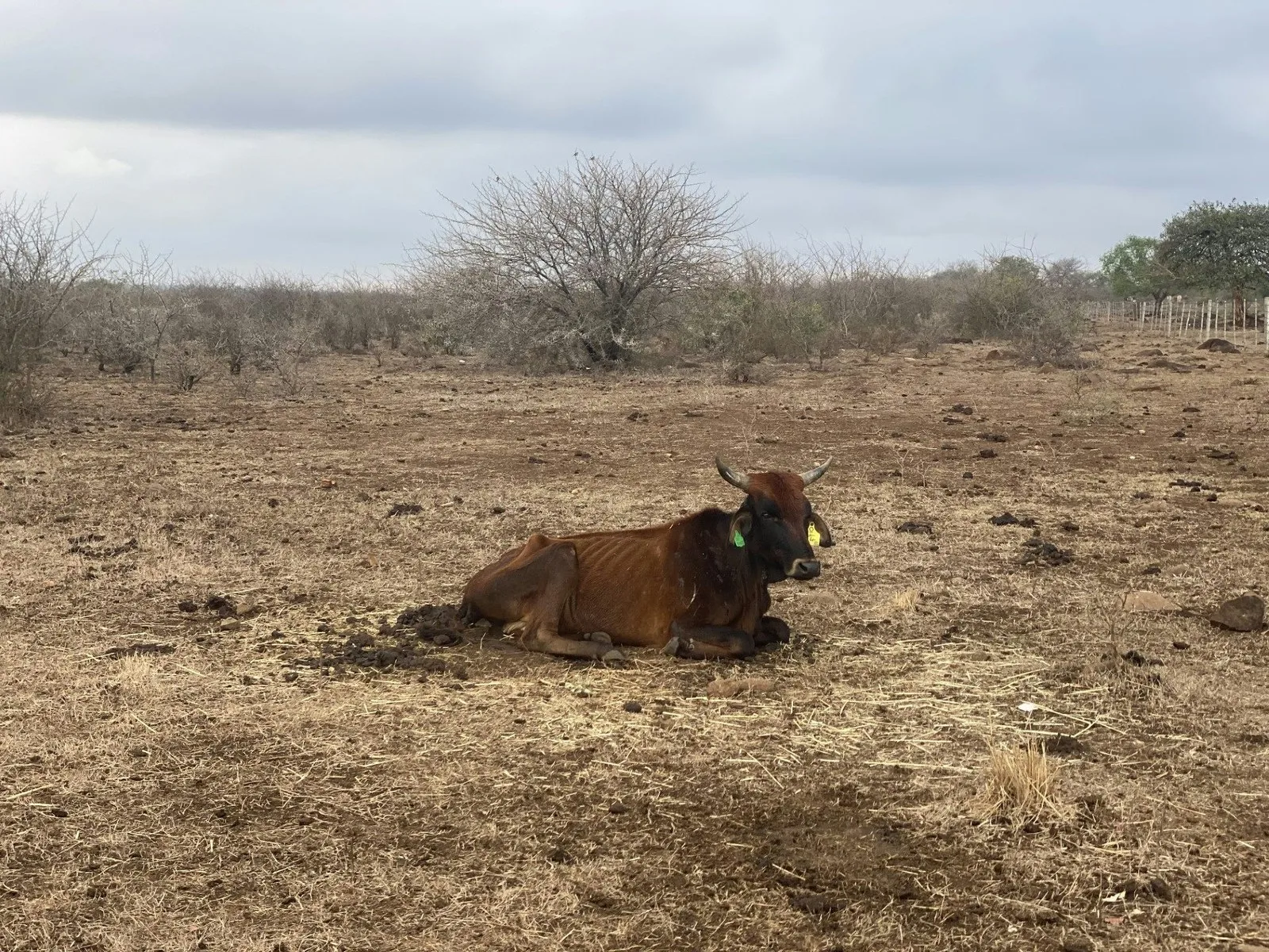 Starving cow, South Africa. Photo: Matt Clark