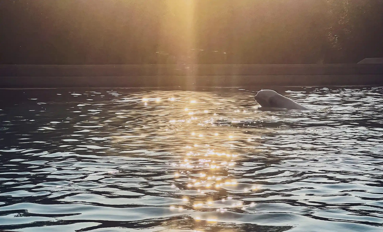 A whale's head breaching the surface of a pool, with sunlight casting golden light.