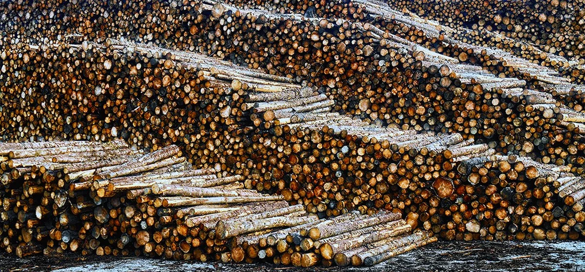 Log pile. Image by Martyn Fletcher via Flickr. CC BY 2.0.