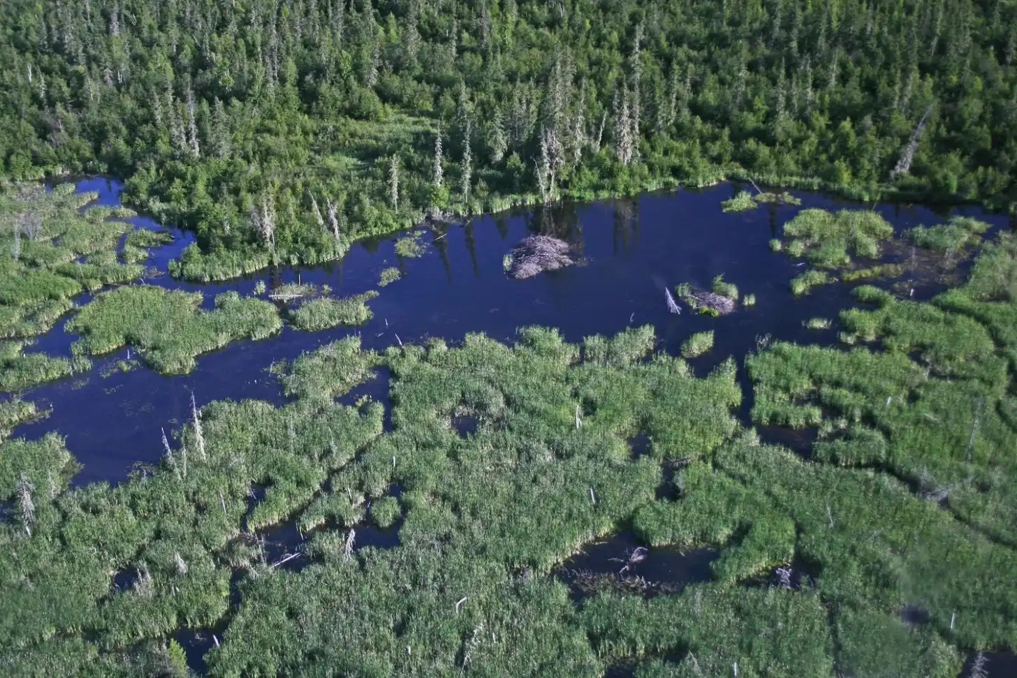 17 dönümlük bir gölün ortasında, baraj tarafından oluşturulan bir vizon kalesi bulunur. Parks Canada'nın izniyle