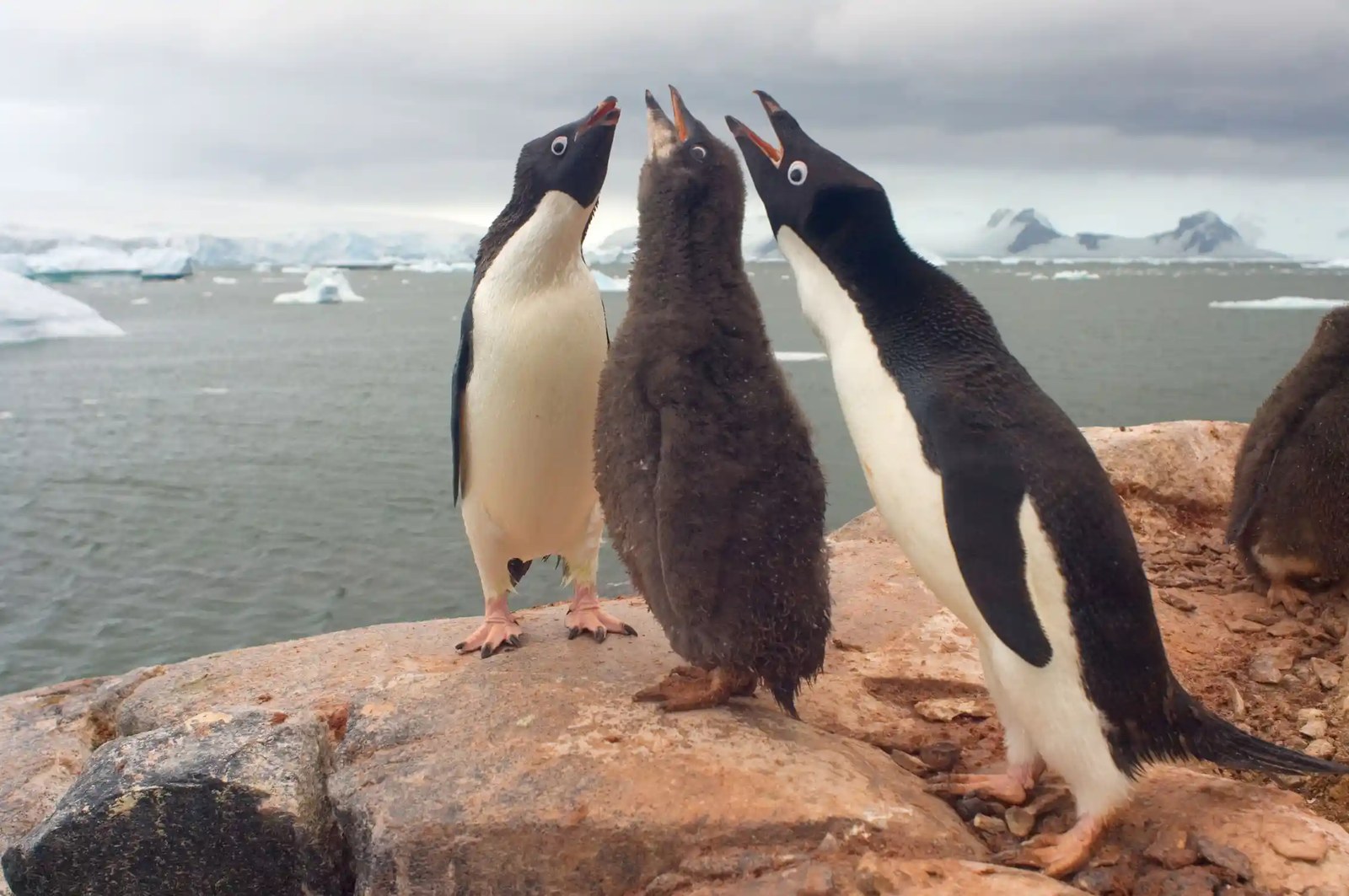 penguin chick begs for food