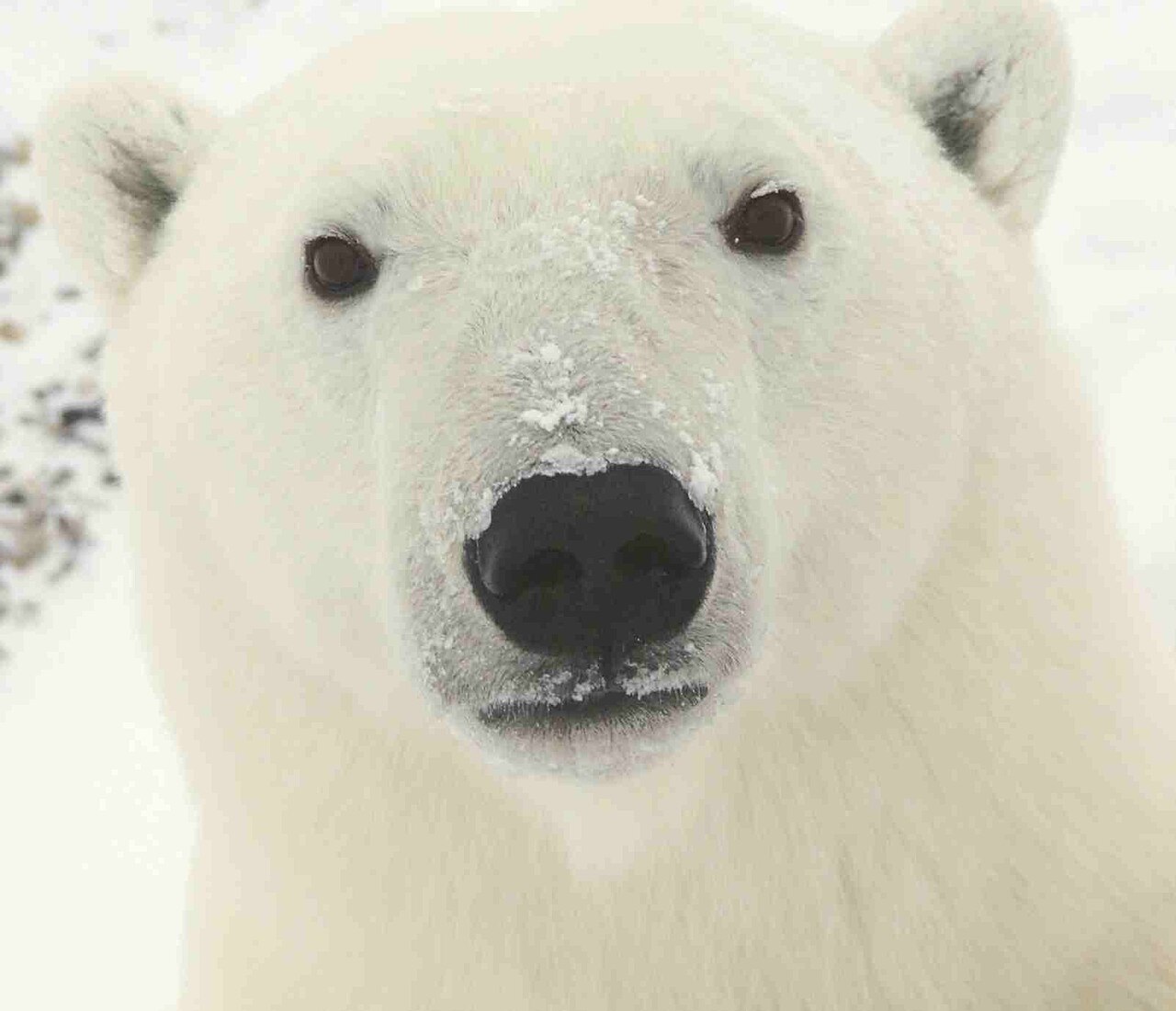 Kutup ayısı (Ursus maritimus)