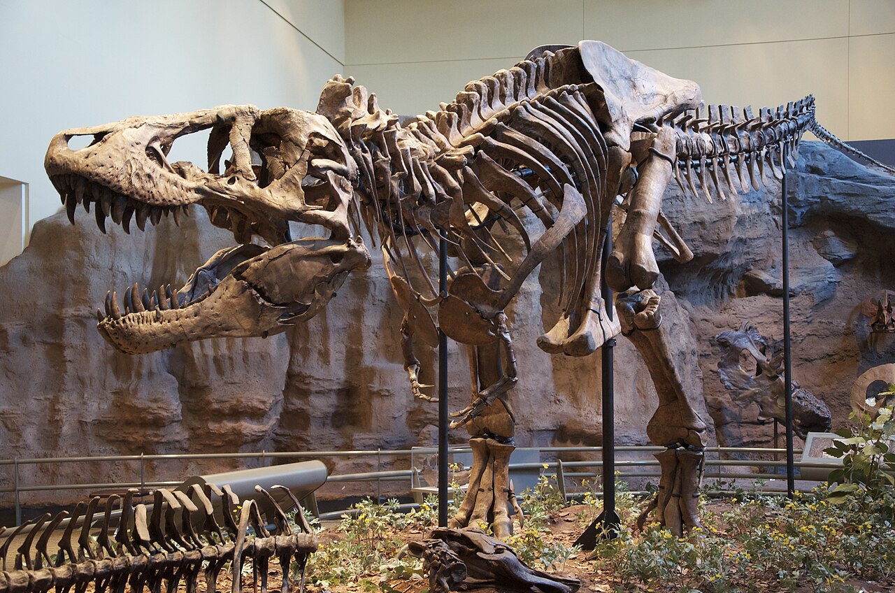 Tyrannosaurus Rex Holotype